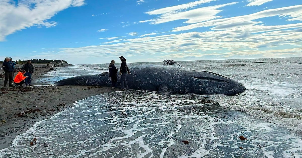 Gray whale washes up on Kenai Peninsula beach amid worsening West Coast die-off