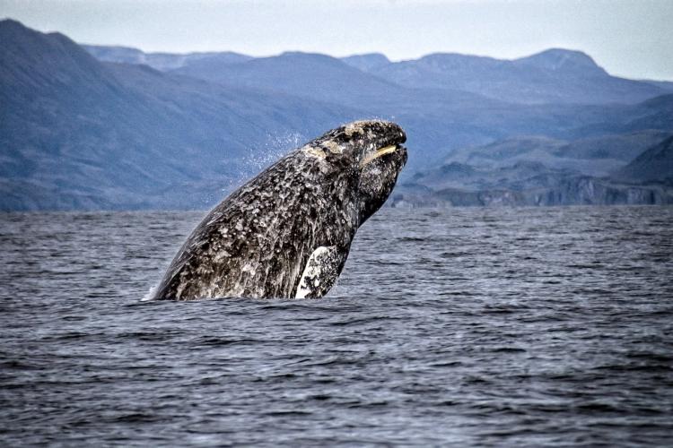 Gray whales are suffering catastrophic population decline in the Pacific Ocean