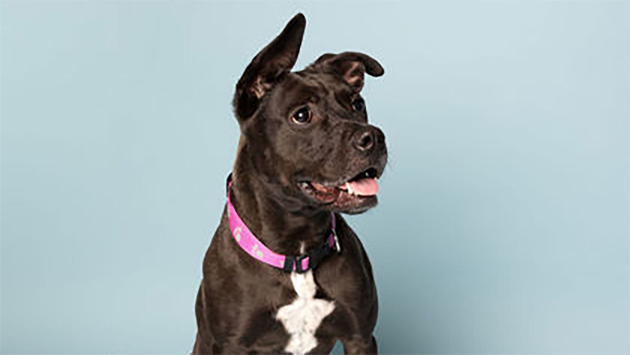 Hamilton County Humane Society to host Woofstock Survivor 5K & dog walk in August - Indianapolis News | Indiana Weather | Indiana Traffic