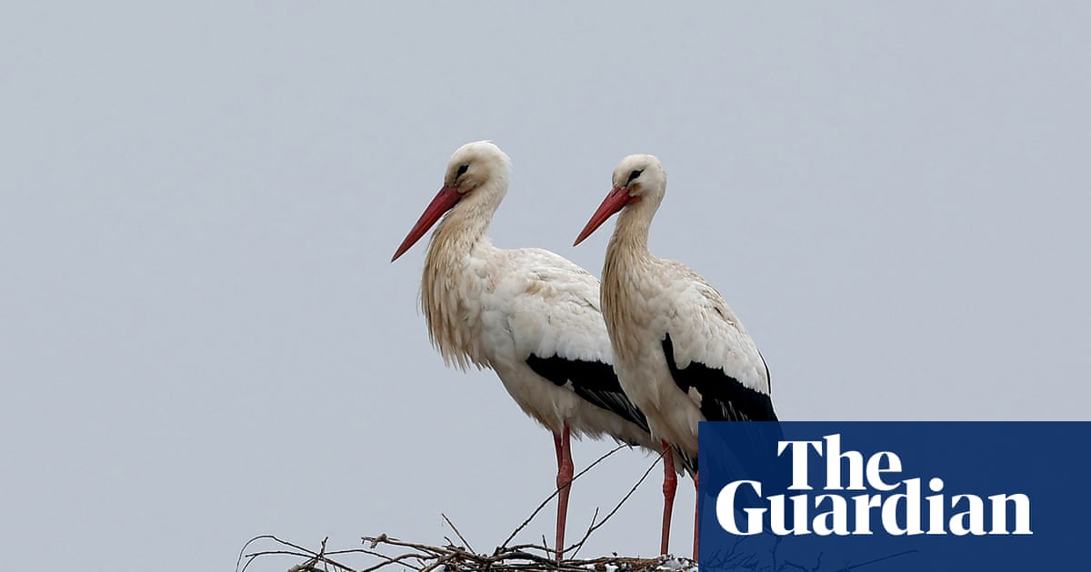 Health risk fears for storks in Europe over ‘junk food’ from landfill | Birds
