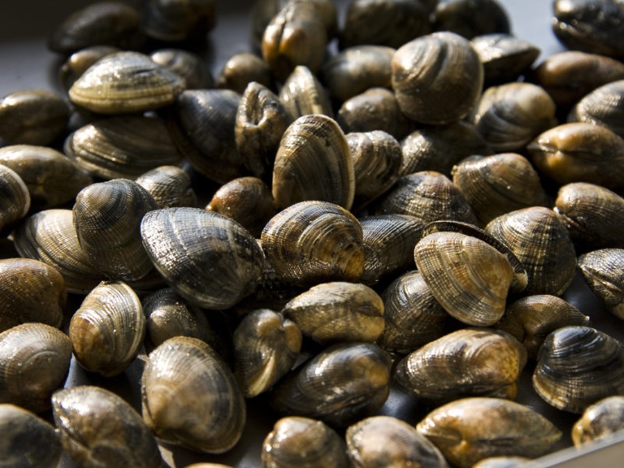 Po Delta clams and mussels (clams pictured) are dying due to heat