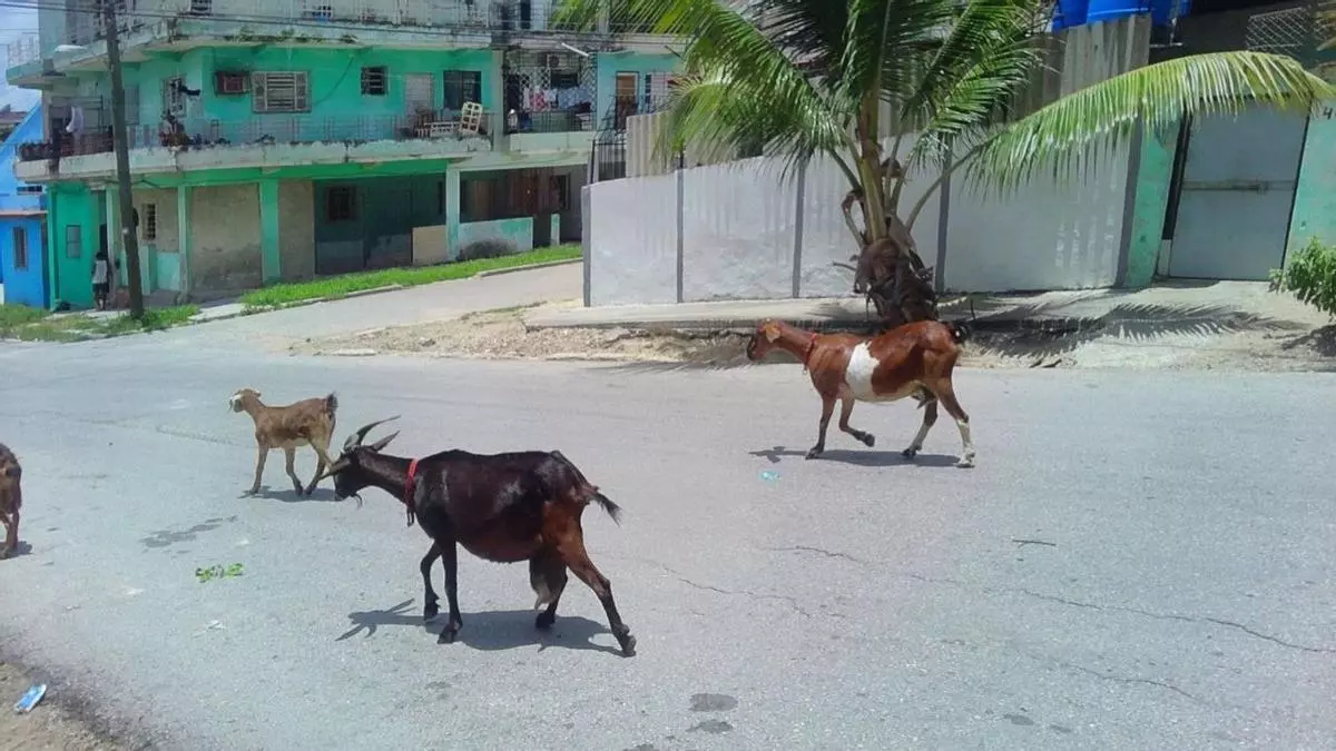 Here In Havana, “Just Surviving"
