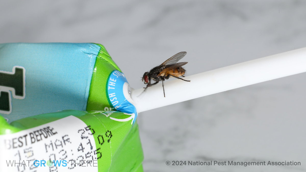 House flies: A common yet underestimated public health threat - LocalNews8.com