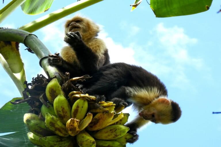 How Costa Rica’s extreme climate changes the social behaviors of white-faced capuchin