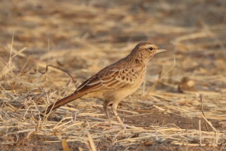 How birders in Chad ‘found’ the rusty lark, a bird lost to science for nearly a century