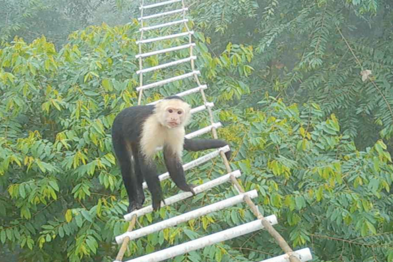 How effective are canopy bridges really?