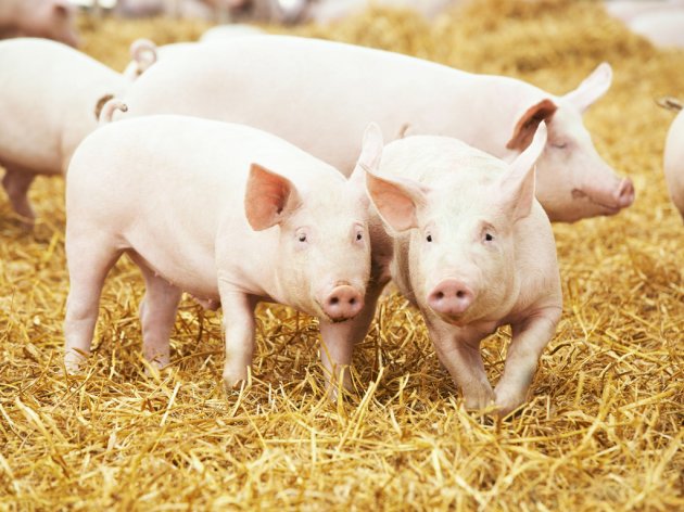 How the African Swine Fever epidemic is impacting Serbia’s meat marketSerbian Monitor