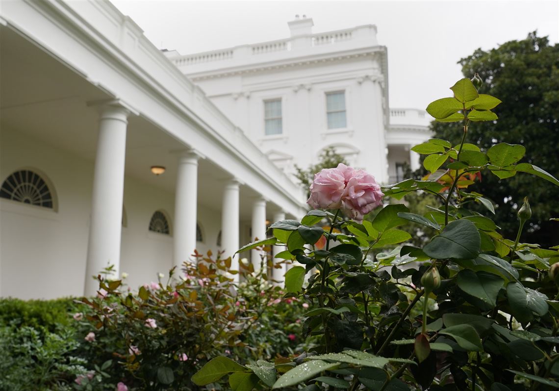 How the White House Rose Garden has changed over the past century