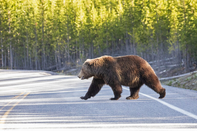 How to stitch a massive wildlife corridor through the Rocky Mountains