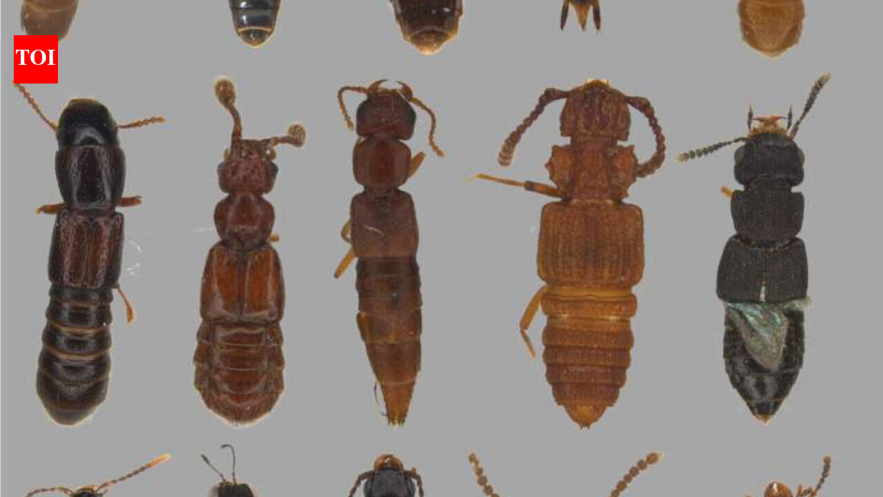In 1967, an ecologist predicted tropical mountains would trap heat-sensitive species; nearly 60 years later, tests on over 100 beetles support his warning