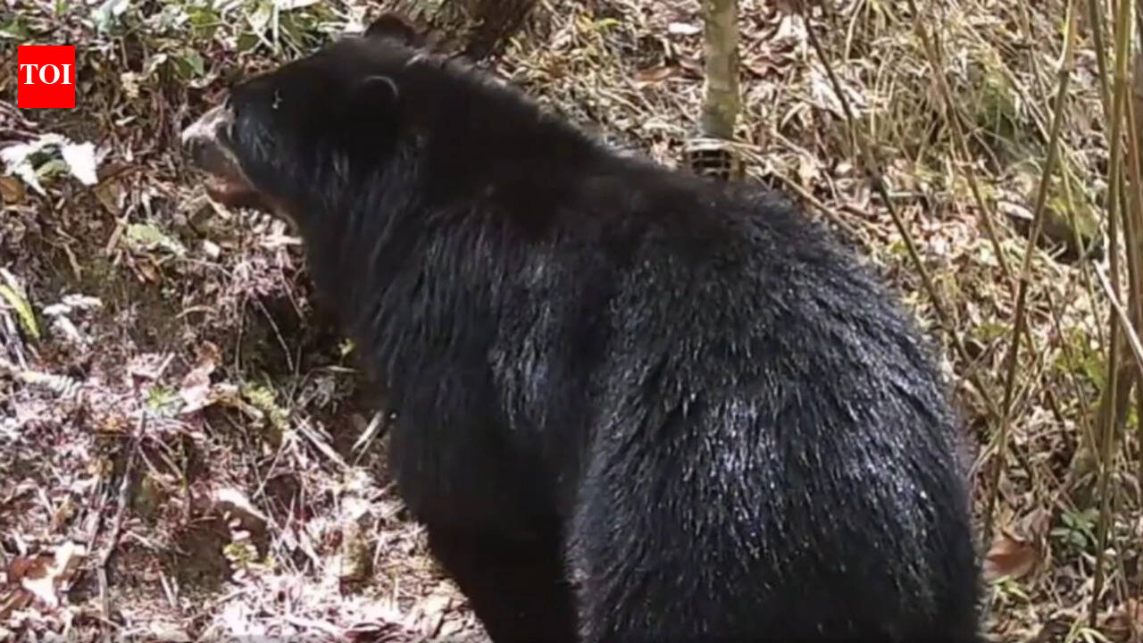 In 2022, cameras recorded two Andean bears in this Bolivian watershed; now, one has been filmed entering the Parapeti River and remaining in the water for several minutes