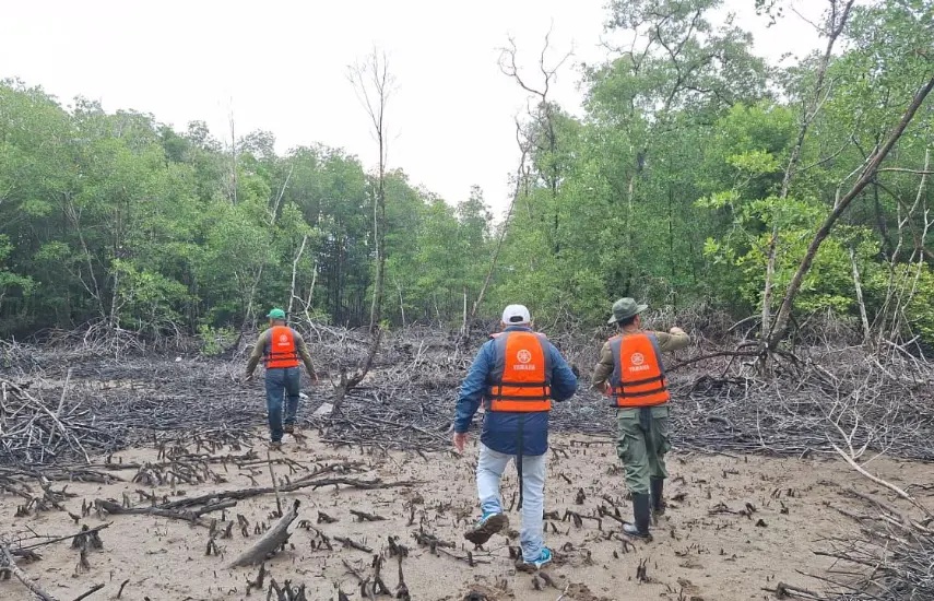 In the Face of the Climate Crisis Panama's Mangroves are Positioning Themselves as Pillars of Blue Carbon