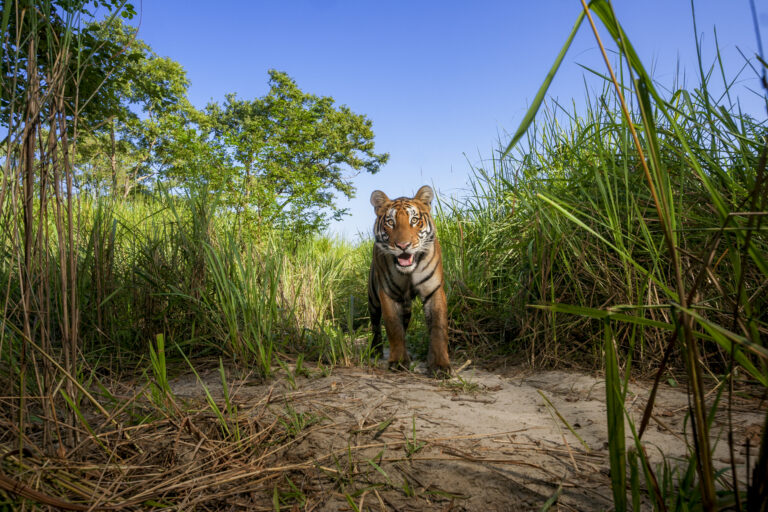 India’s tiger numbers are rising. Protecting their pathways is next