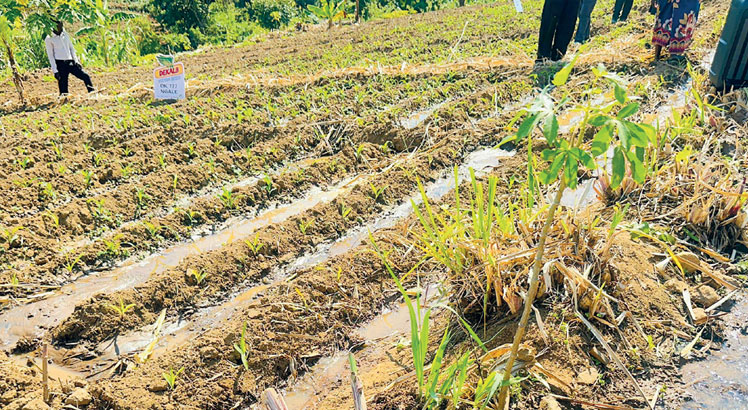 Integrated farming gives Thyolo communities hope