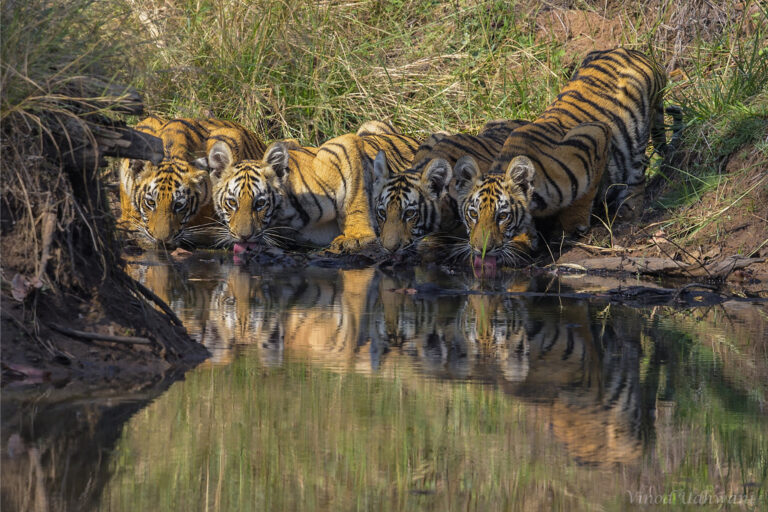 International Tiger Day: A complex landscape of recovery, conflict, and empty forests
