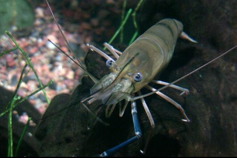 Invasive giant prawn spreads through protected areas in Brazil