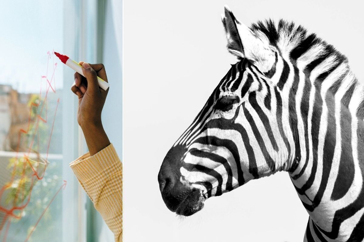 interest rate/ zebra / graph