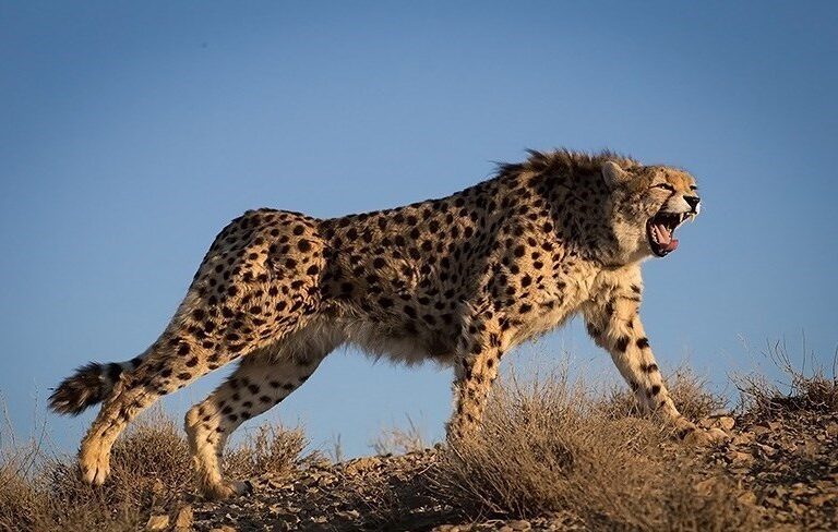Iran rearrests prominent conservationists freed just two years ago