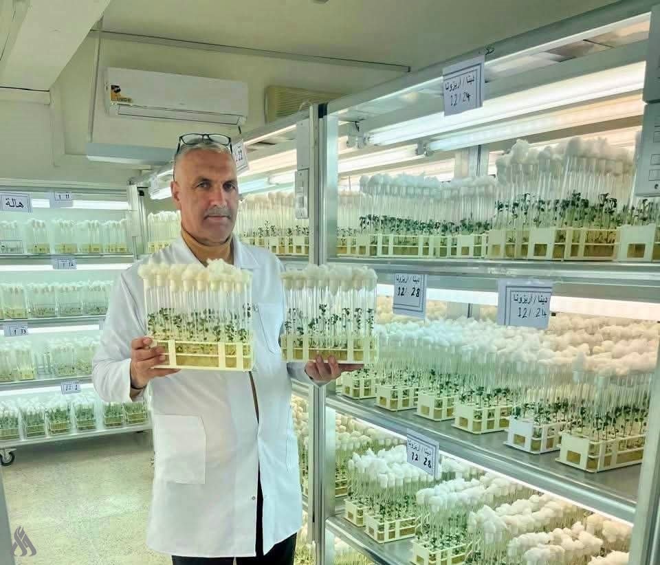 Iraq reaches major agricultural milestone with first Super S potato seeds