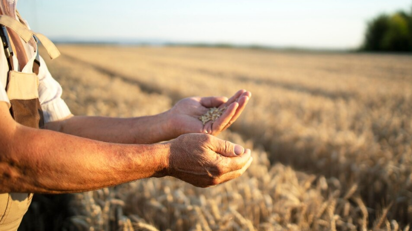 Irrigation systems are 70 percent full - were at just 8 percent two years ago