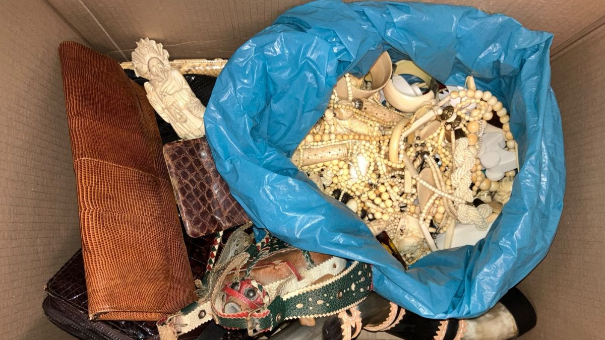 Ivory and a rhino skull among 5,800 items handed to RVO
