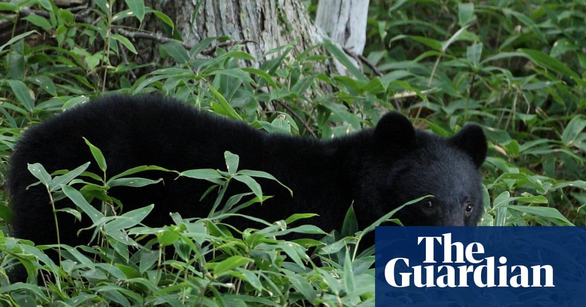Japan officials hunt bear that raided couple’s fridge amid string of break-ins | Japan