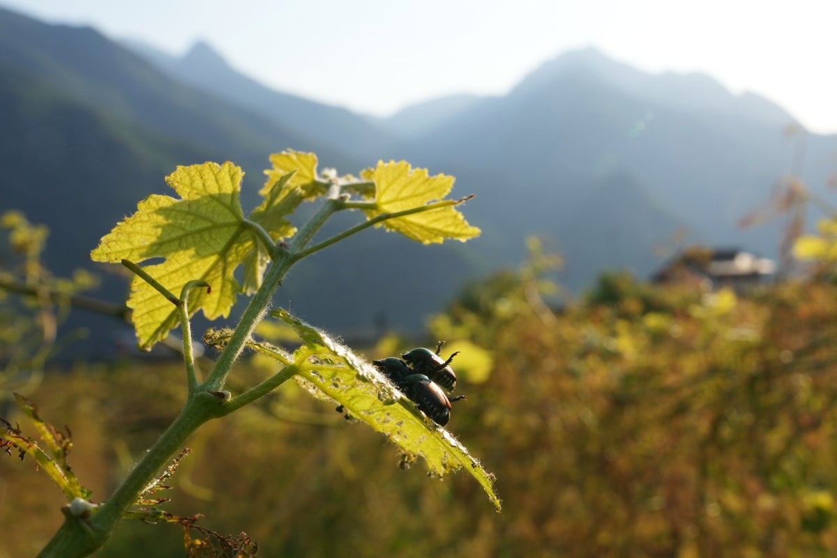 Japanese beetle advances through northern Italy's vineyards and orchards, frustrating farmers
