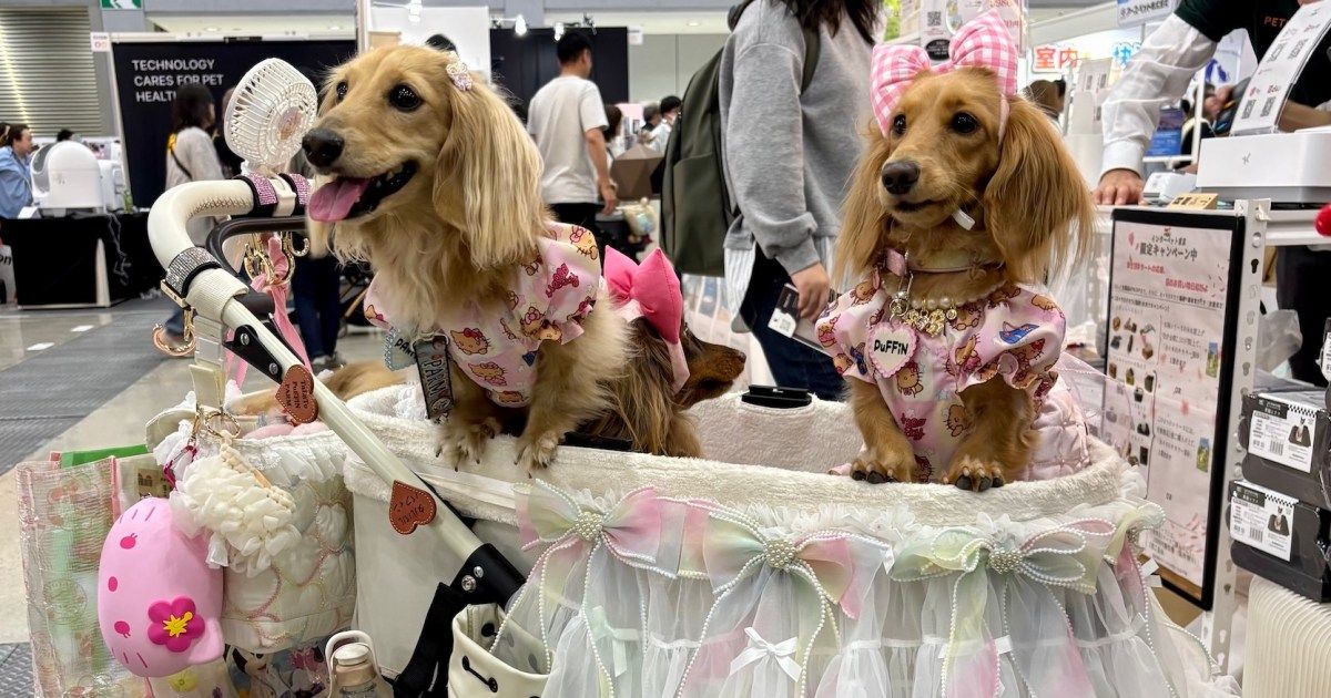 Japan’s pet care industry booms as ‘fur babies’ outnumber infants | Business and Economy News