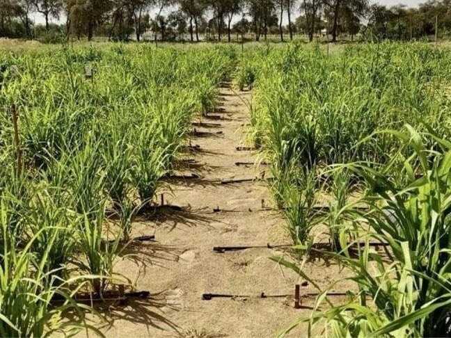 KFF closes 28 Sulaibiya farms over fire safety violations