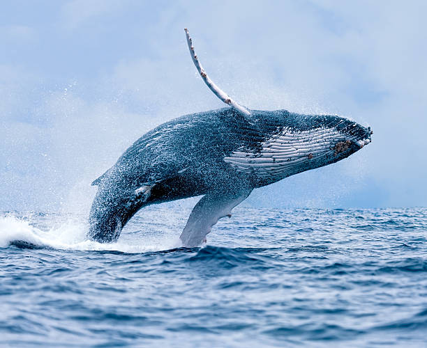 Key Rules for Whale Watching During Whale Season in Panama