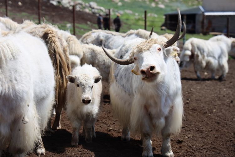 Kyrgyzstan Registers New White Yak Breed to Boost Mountain Livestock Farming