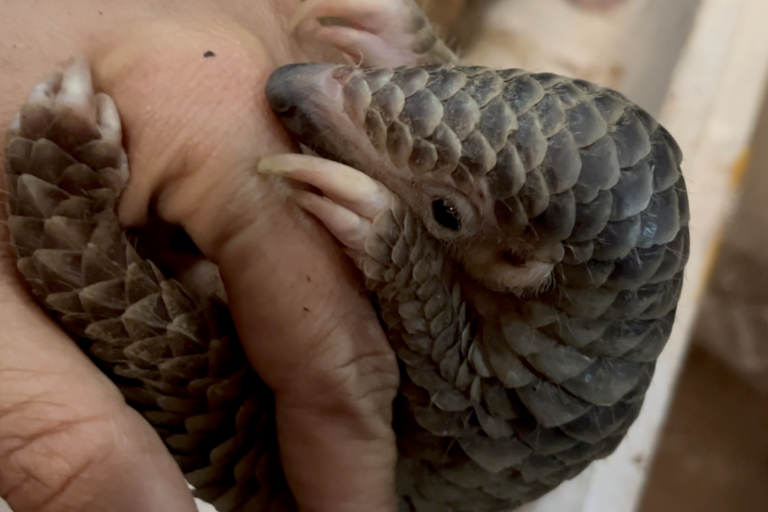 Laos’s illegal wildlife shops keep growing despite enforcement, investigators find