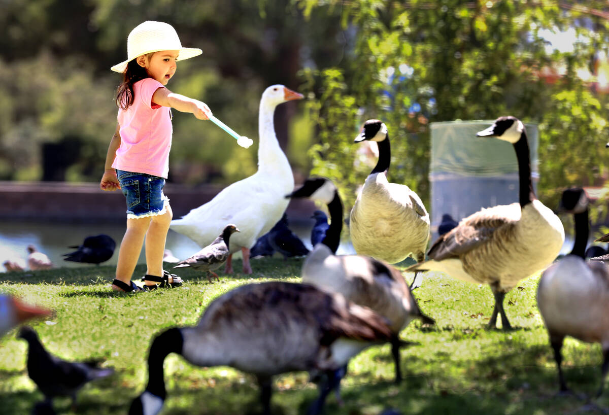 Amilah Ramirez, 2, walks past Canadian Geese at Sunset Park on Monday, June 29, 2026, in Las Ve ...