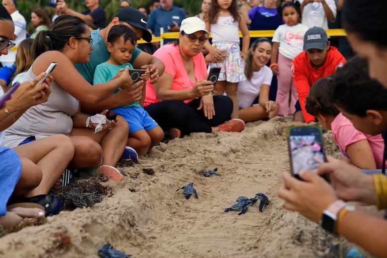 Learn How to Protect the Leatherback Turtle in Panama: Beaches Turned into Classrooms