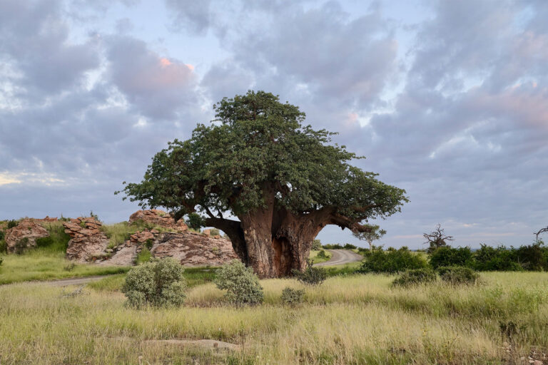 Like ‘climbing Kilimanjaro’ without help: Interview with a Limpopo conservationist