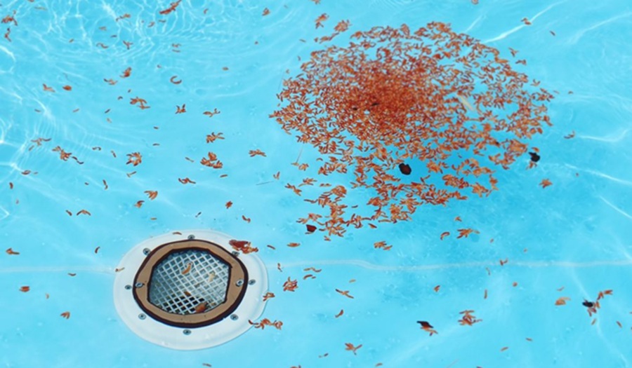 Pool drain safety amendment passed by Lower House