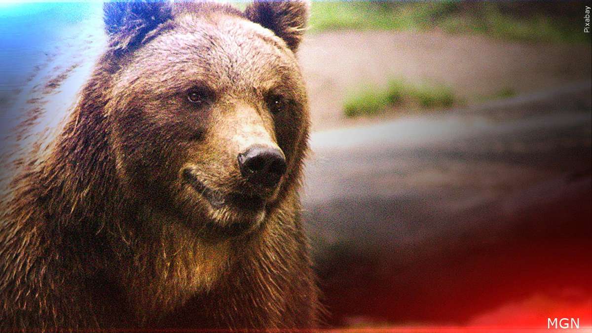 Man injured in bear attack while jogging at Henrys Lake State Park - LocalNews8.com