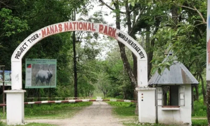 Manas Tiger Reserve loses over 43% of grasslands to invasive plant species
