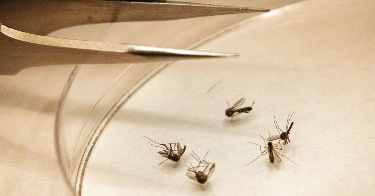 Maricopa County drives nation-leading West Nile outbreak with 47 cases, 5 deaths