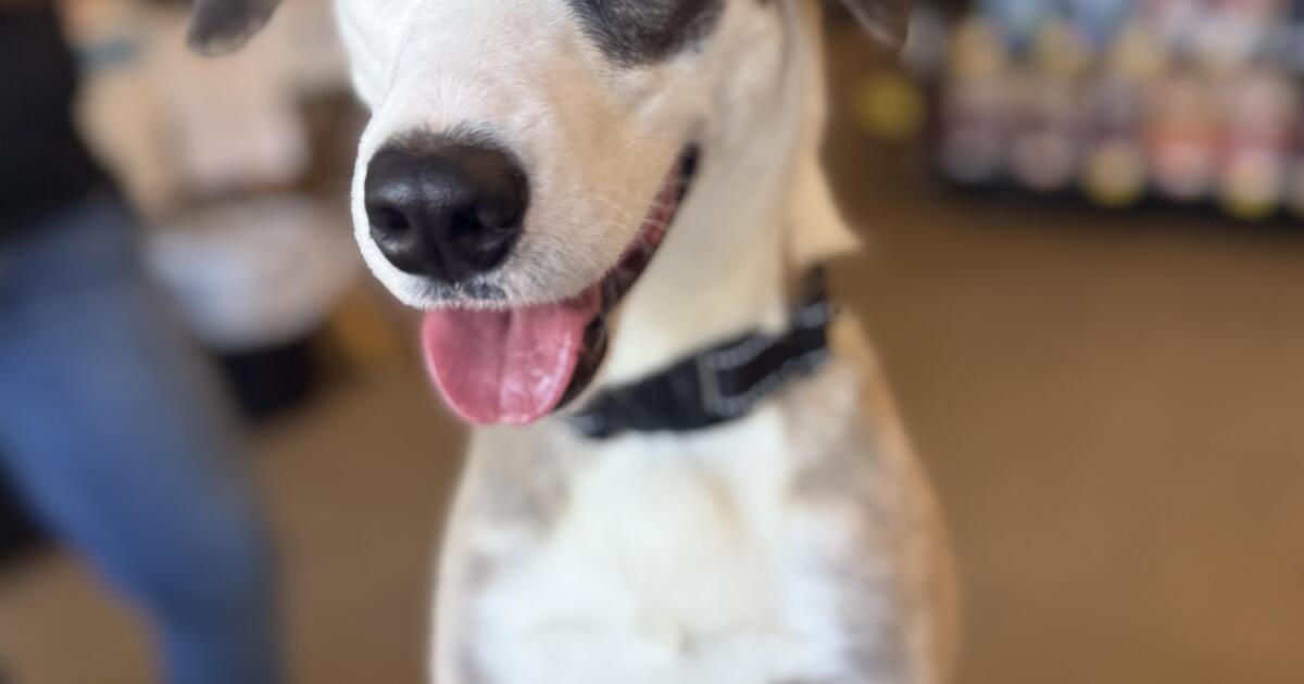 Meet Ella, a shepherd mix rescued from neglect who is ready for her forever home