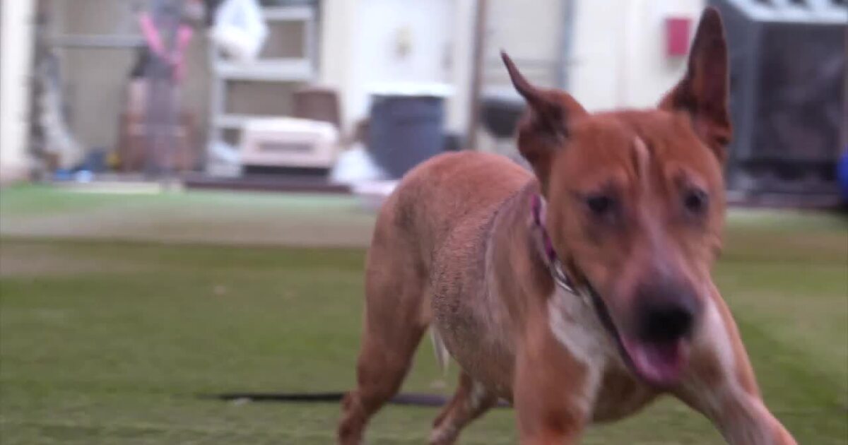 Meet Pooh, a rescued dog looking for a loving family