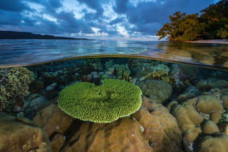 Melanesian nations announce intention to create massive ocean reserve corridor