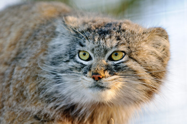 Meme-face Pallas’s cat traverses a complex conservation landscape