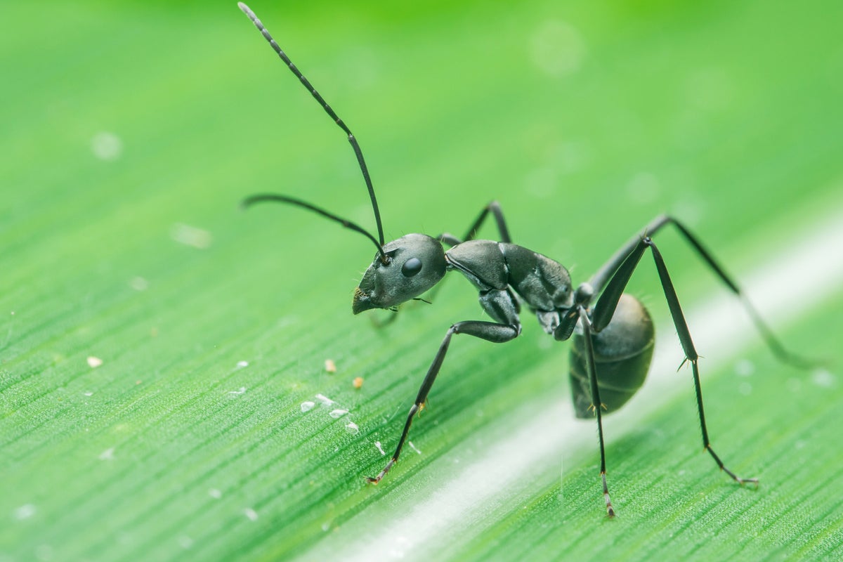 Michelin-starred restaurateur faces jail for using ants in desserts