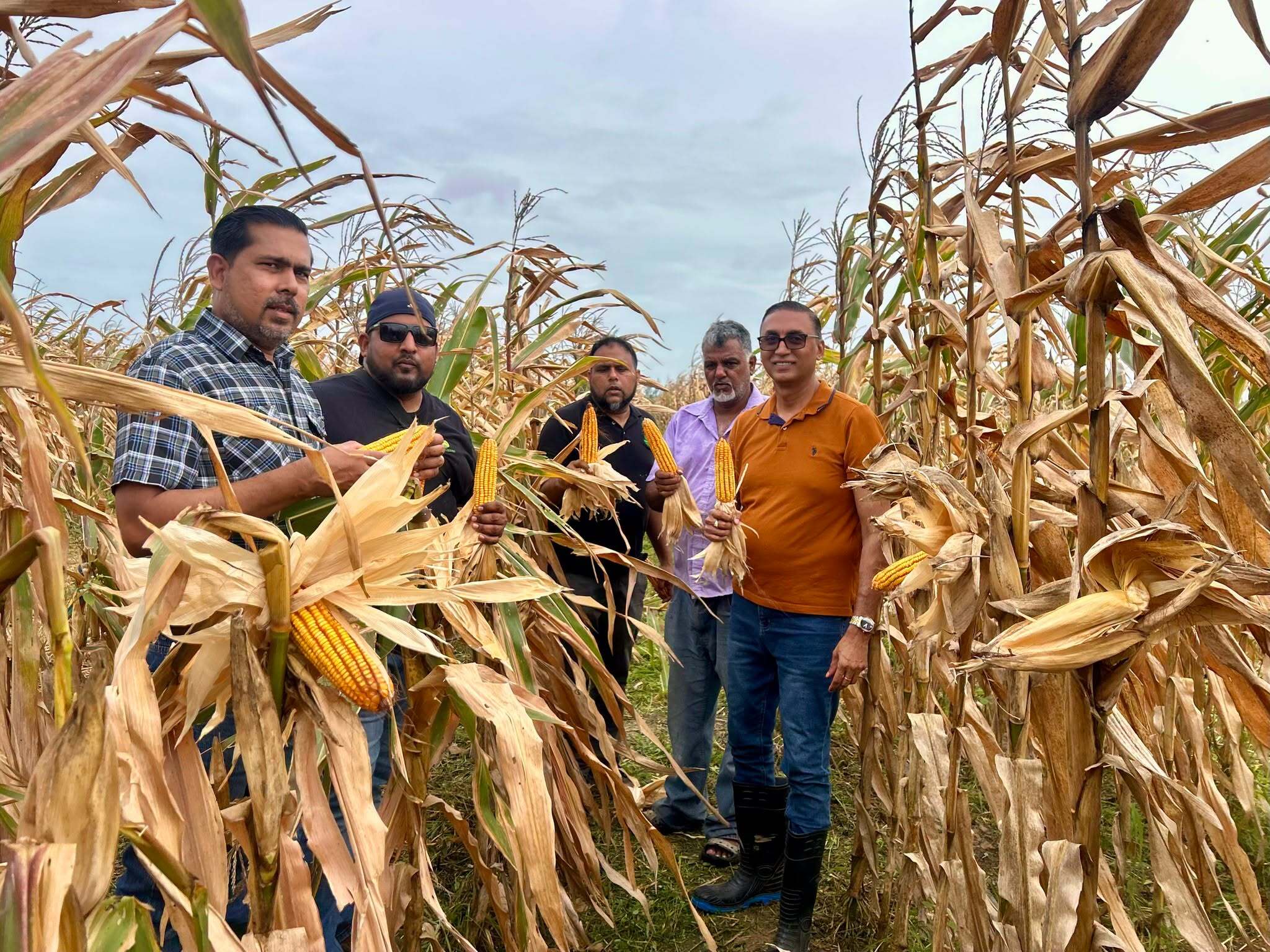 Ministry Of Agriculture And Fisheries Records Successful Corn Harvest Under Strategic Pilot Project
