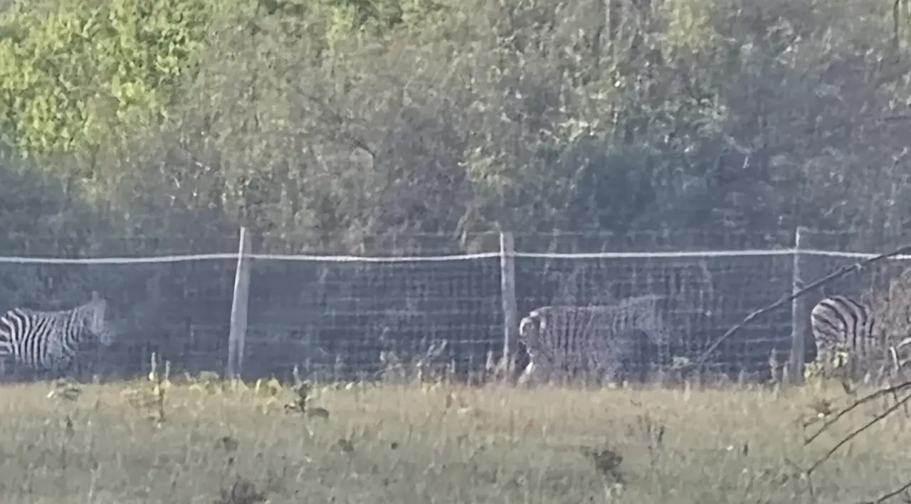 hatvanpuszta zebras lőrincs mészáros dead animals