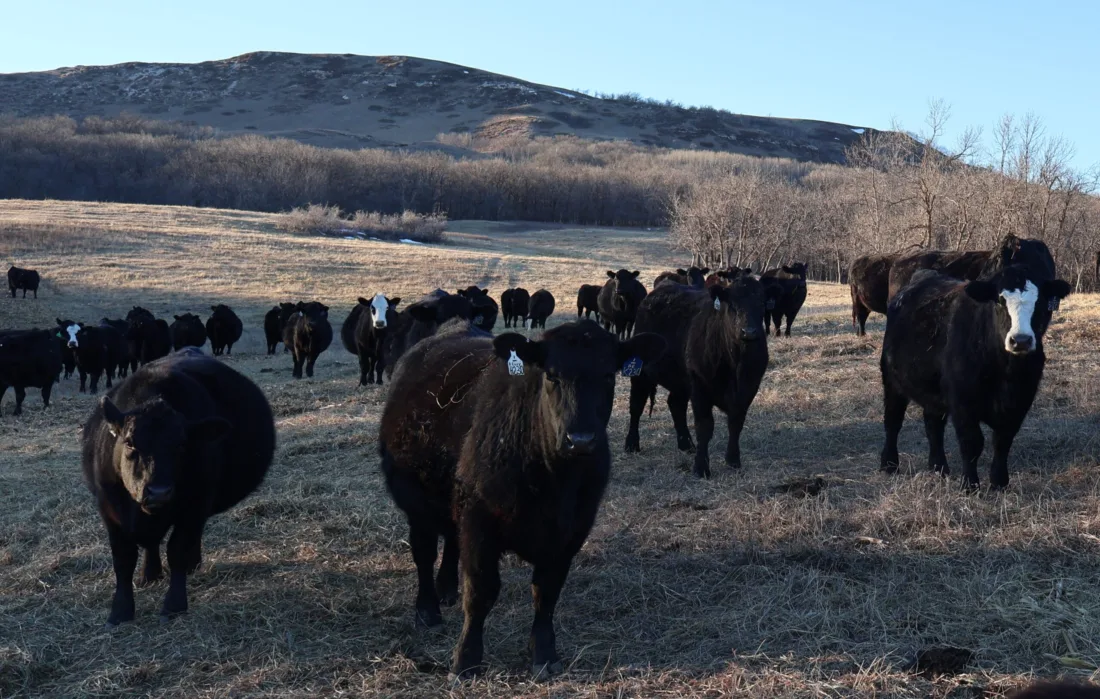 ND judge weighs decision in Beef Commission lawsuit