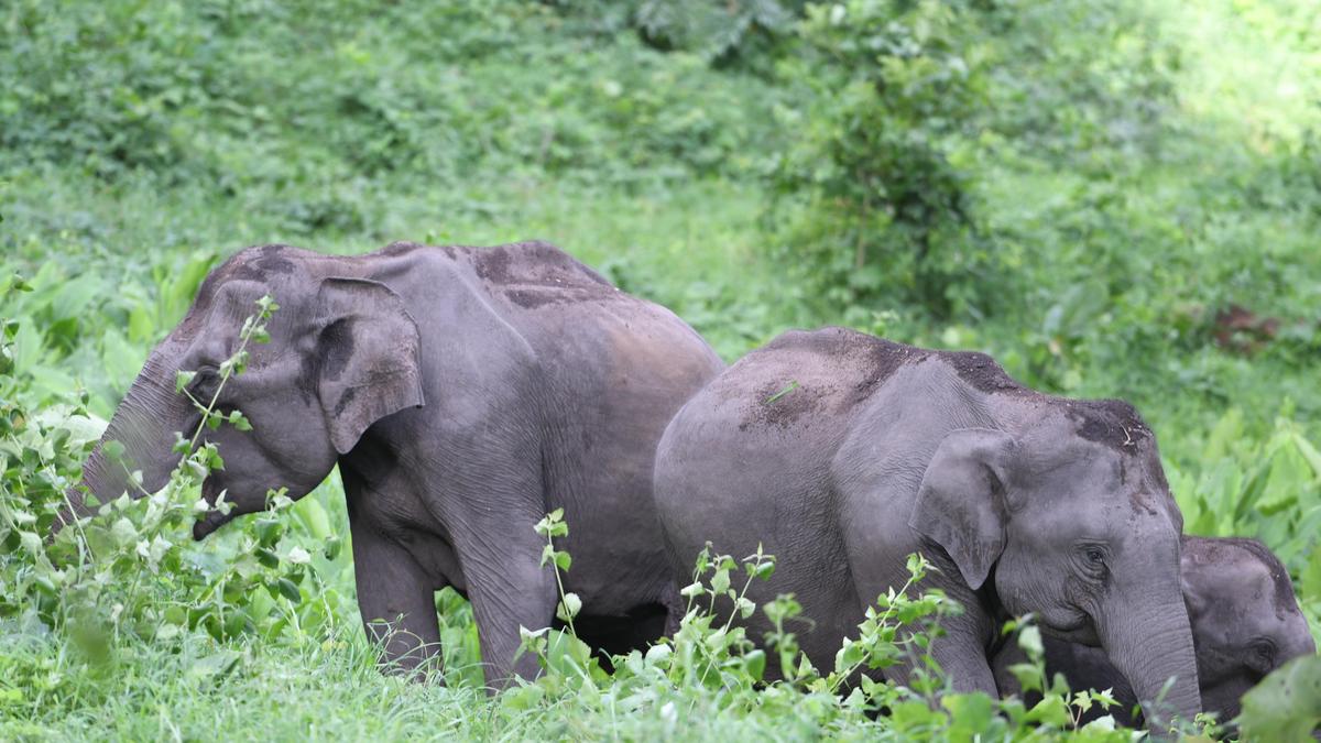 NGT directs authorities to keep sealed resort buildings shut in Segur elephant corridor