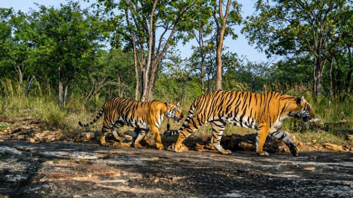 Nagarjunasagar-Srisailam Tiger Reserve core closed till September 30 for tiger breeding season