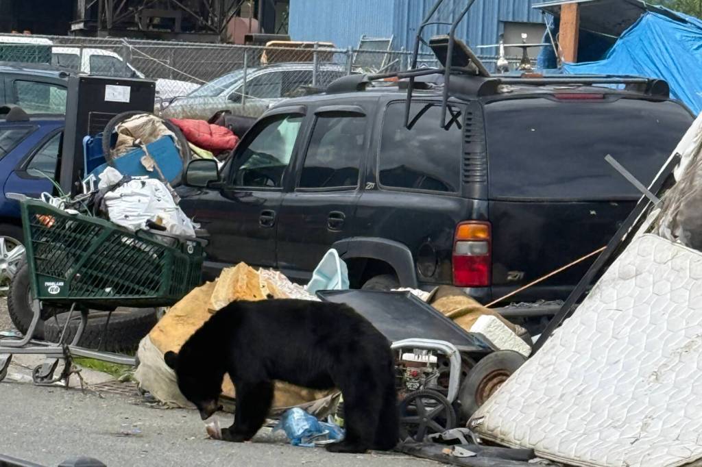 A bear wanders through the Capital Avenue encampment in Juneau. (Peter Metcalfe photo)